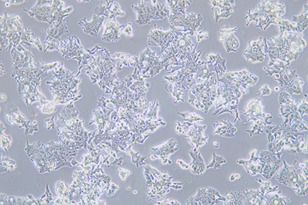 人结肠腺癌细胞LS1034(STR鉴定) | EnkiLife恩玑生命