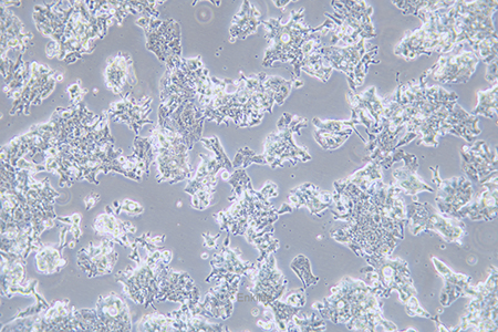 人结肠腺癌细胞LS1034(STR鉴定) | EnkiLife恩玑生命
