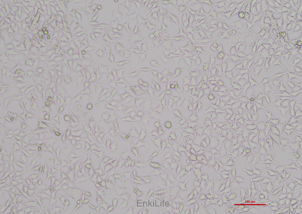 人结肠腺癌细胞RKO(STR鉴定) | EnkiLife恩玑生命