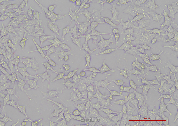 人结肠腺癌细胞RKO(STR鉴定) | EnkiLife恩玑生命