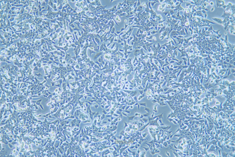 人结直肠癌细胞/氟尿嘧啶耐药株LOVO/5-FU(STR鉴定) | EnkiLife恩玑生命