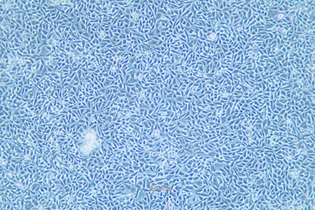 人结直肠癌细胞P53R(STR鉴定) | EnkiLife恩玑生命