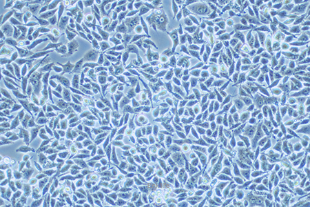 人结直肠癌细胞P53R(STR鉴定) | EnkiLife恩玑生命