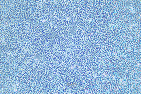 人结直肠癌细胞P53R(STR鉴定) | EnkiLife恩玑生命