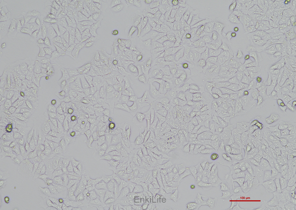 人结直肠腺癌上皮细胞DLD-1(STR鉴定) | EnkiLife恩玑生命