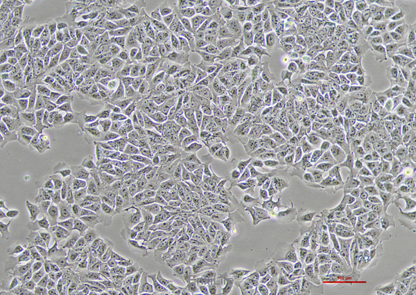 人结直肠腺癌上皮细胞DLD-1(STR鉴定) | EnkiLife恩玑生命