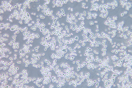 人结直肠腺癌细胞COLO320 DM(STR鉴定) | EnkiLife恩玑生命