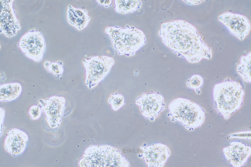 人经典小细胞肺癌细胞NCI-H1688(STR鉴定) | EnkiLife恩玑生命