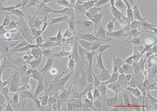 人晶状体上皮细胞HLE-B3(STR鉴定) | EnkiLife恩玑生命