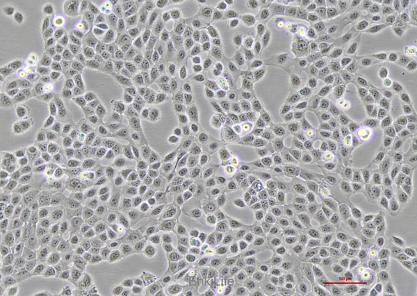人口腔鳞癌细胞HSC-3(STR鉴定) | EnkiLife恩玑生命