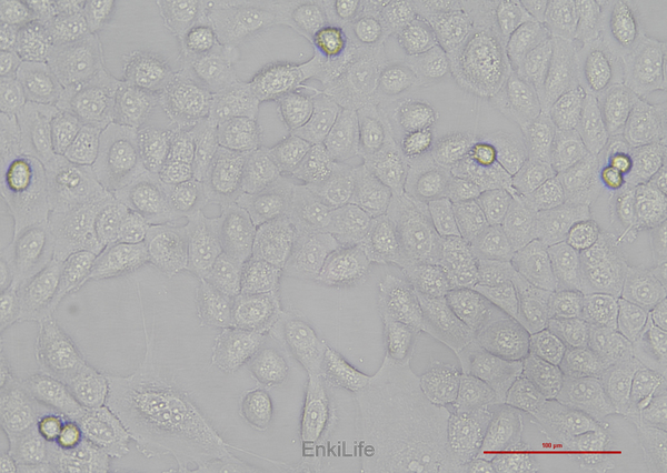 人口腔鳞癌细胞HSC-3(STR鉴定) | EnkiLife恩玑生命
