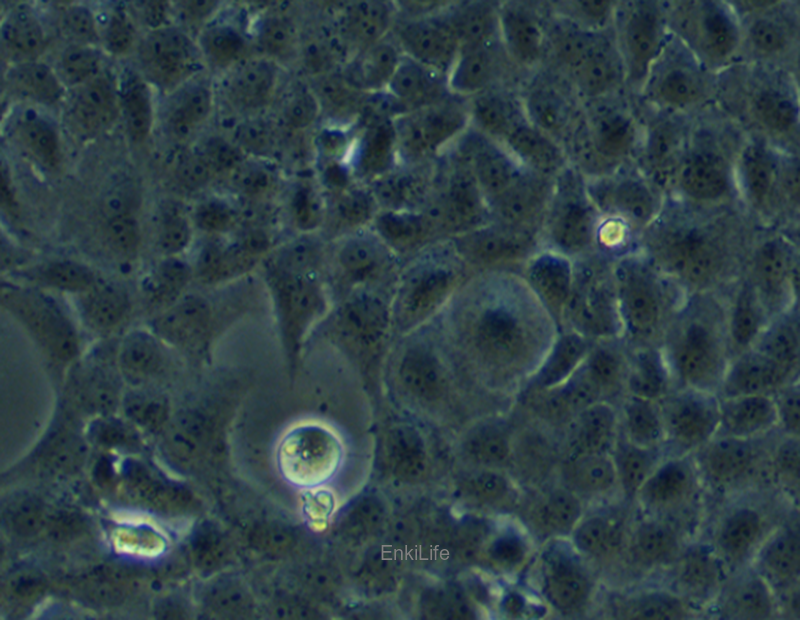 人类风湿性关节炎成纤维细胞MH7A（STR鉴定） | EnkiLife恩玑生命