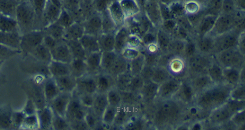 人类风湿性关节炎成纤维细胞MH7A（STR鉴定） | EnkiLife恩玑生命