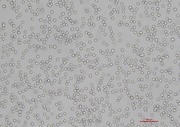 人卵巢癌细胞CoC1(STR鉴定) | EnkiLife恩玑生命