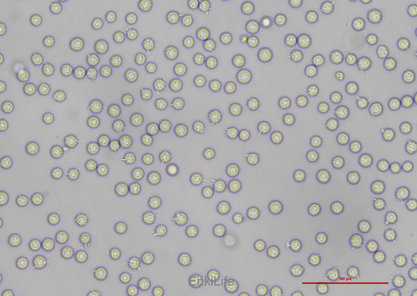 人卵巢癌细胞CoC1(STR鉴定) | EnkiLife恩玑生命