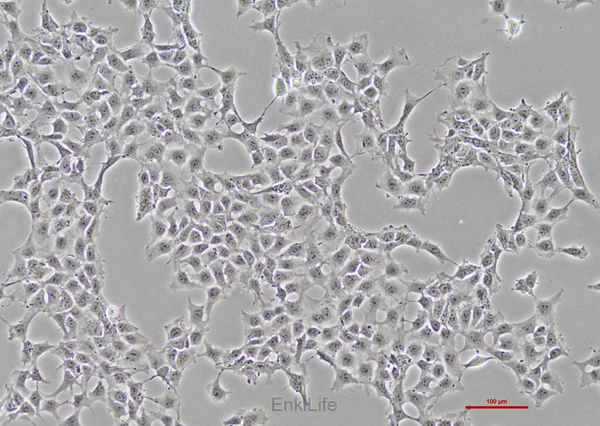 人卵巢畸胎瘤细胞PA-1(STR鉴定) | EnkiLife恩玑生命