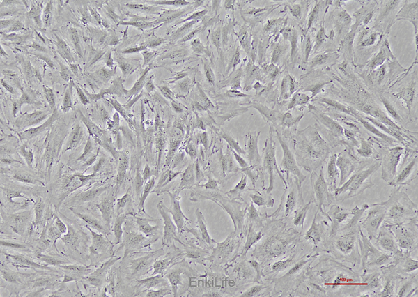 人卵巢颗粒细胞瘤细胞KGN(STR鉴定) | EnkiLife恩玑生命