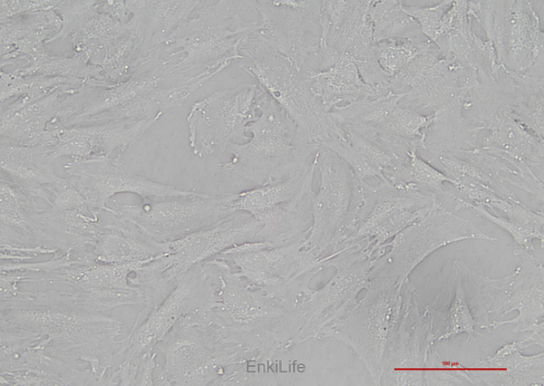 人卵巢颗粒细胞瘤细胞KGN(STR鉴定) | EnkiLife恩玑生命