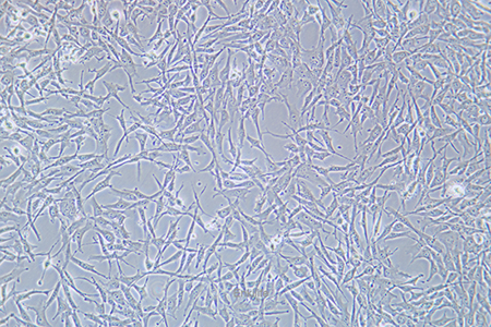 人卵巢透明细胞癌细胞ES-2(STR鉴定) | EnkiLife恩玑生命