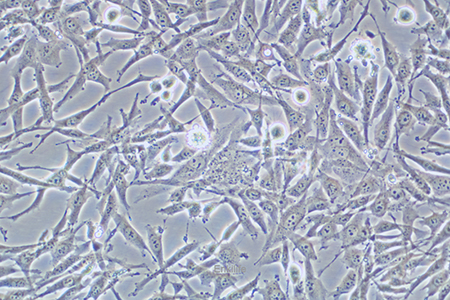 人卵巢透明细胞癌细胞ES-2(STR鉴定) | EnkiLife恩玑生命
