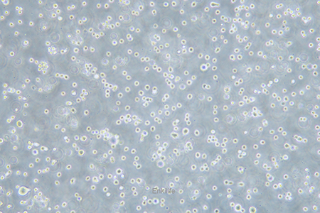 人弥漫性大B细胞淋巴瘤细胞DB(STR鉴定) | EnkiLife恩玑生命