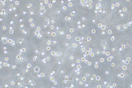 人弥漫性大B细胞淋巴瘤细胞DB(STR鉴定) | EnkiLife恩玑生命