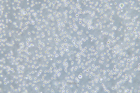 人弥漫性大B细胞淋巴瘤细胞DB(STR鉴定) | EnkiLife恩玑生命