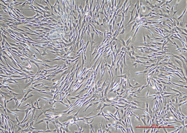 人胚皮肤成纤维细胞CCC-ESF-1(STR鉴定) | EnkiLife恩玑生命