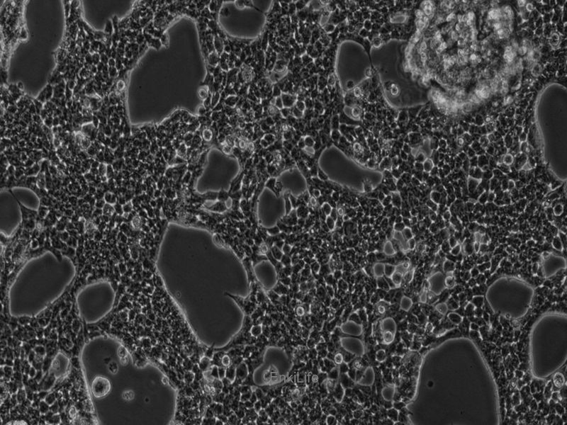 人胚肾细胞293T/17(STR鉴定) | EnkiLife恩玑生命