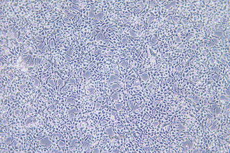 人胚肾细胞HEK-293A(STR鉴定) | EnkiLife恩玑生命