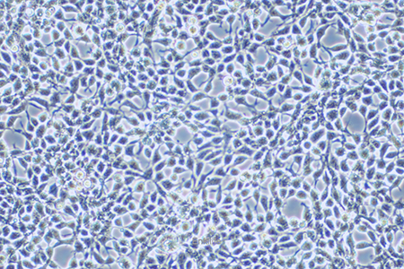 人胚肾细胞HEK-293A(STR鉴定) | EnkiLife恩玑生命