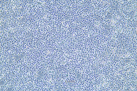 人胚肾细胞HEK-293A(STR鉴定) | EnkiLife恩玑生命