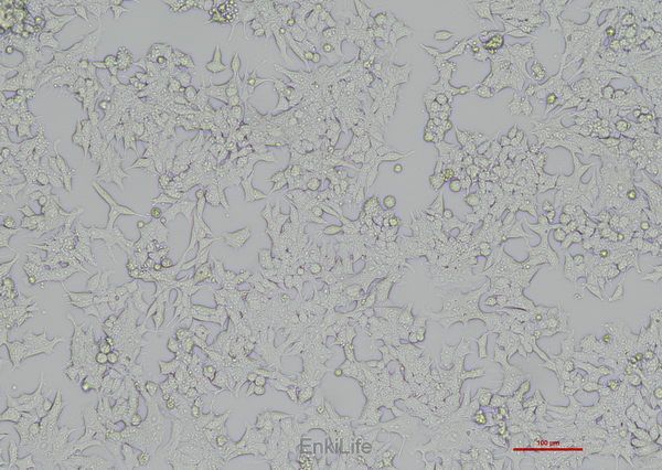 人前列腺癌细胞22RV1(STR鉴定) | EnkiLife恩玑生命