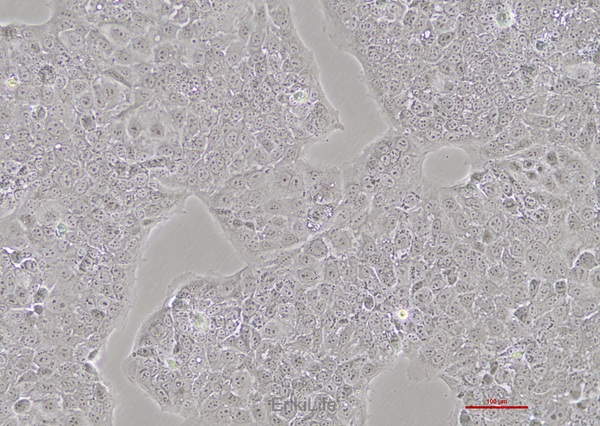 人绒毛膜癌细胞JEG-3(STR鉴定) | EnkiLife恩玑生命