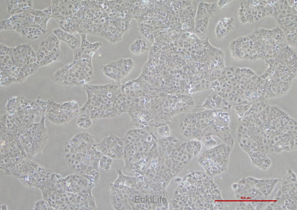 人绒毛膜癌细胞JEG-3(STR鉴定) | EnkiLife恩玑生命
