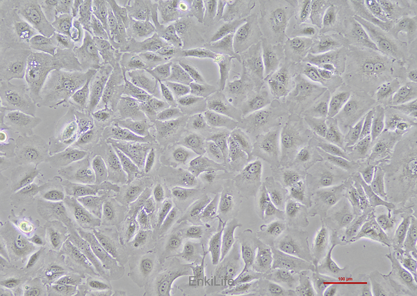 人乳头状肾细胞癌细胞Caki-2(STR鉴定) | EnkiLife恩玑生命