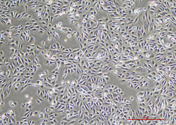 人乳头状肾细胞癌细胞Caki-2(STR鉴定) | EnkiLife恩玑生命