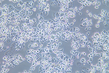 人乳腺癌细胞AU565(STR鉴定) | EnkiLife恩玑生命