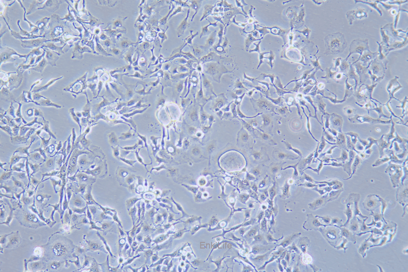 人乳腺癌细胞BT-20(STR鉴定) | EnkiLife恩玑生命