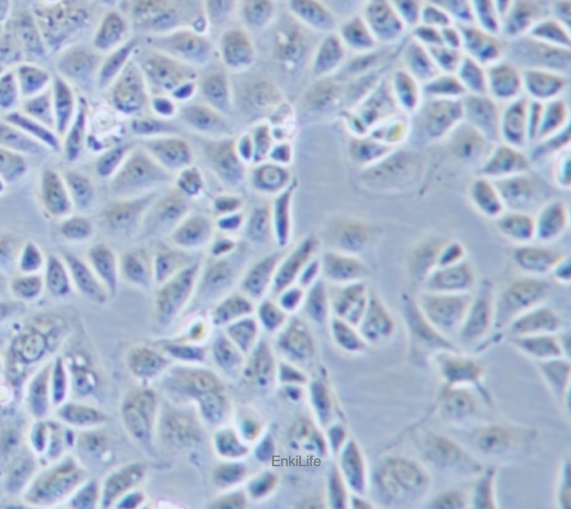 人乳腺癌细胞CAL-51（STR鉴定） | EnkiLife恩玑生命