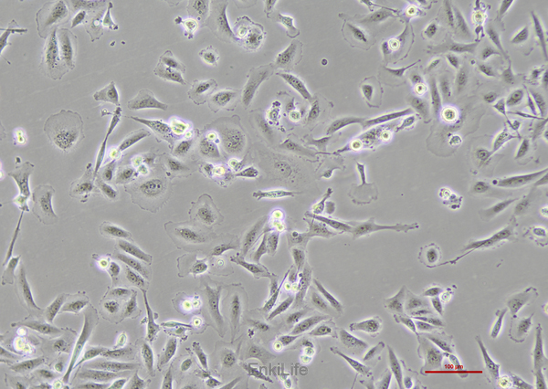 人乳腺癌细胞MDA-MB-231(STR鉴定) | EnkiLife恩玑生命