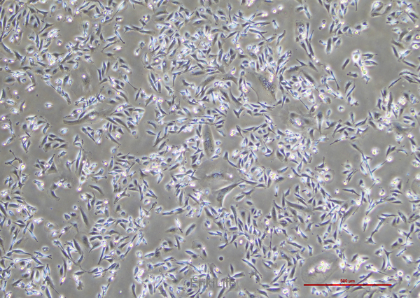 人乳腺癌细胞MDA-MB-231(STR鉴定) | EnkiLife恩玑生命