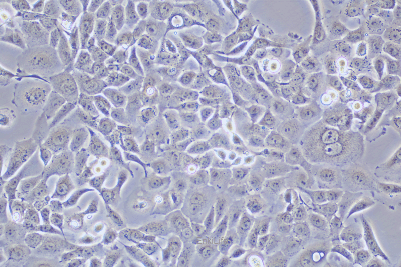 人乳腺癌细胞SUM149PT(STR鉴定) | EnkiLife恩玑生命