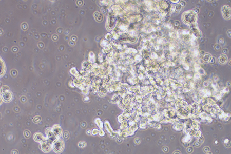 人乳腺上皮细胞DU4475(STR鉴定) | EnkiLife恩玑生命