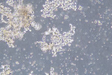 人乳腺上皮细胞DU4475(STR鉴定) | EnkiLife恩玑生命