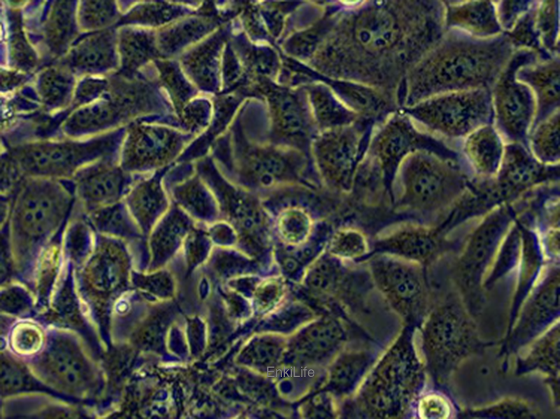 人少突胶质细胞 MO3.13（STR鉴定） | EnkiLife恩玑生命