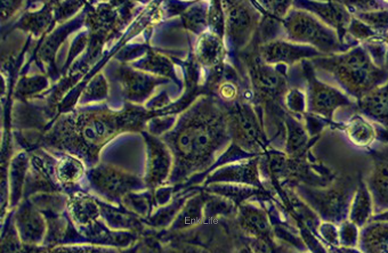 人少突胶质细胞 MO3.13（STR鉴定） | EnkiLife恩玑生命