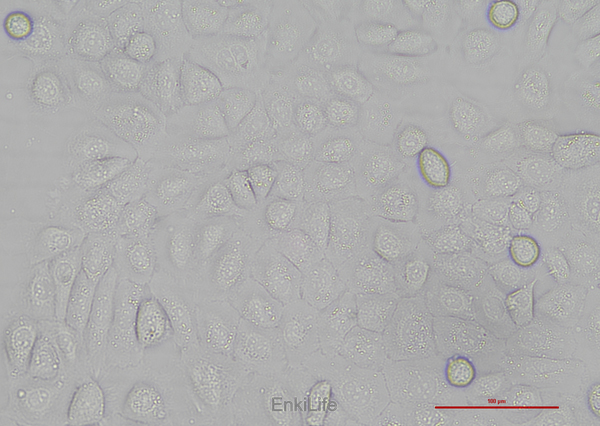 人舌鳞癌细胞SCC-25(STR鉴定) | EnkiLife恩玑生命