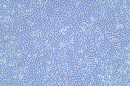 人肾上皮细胞Hkb20(STR鉴定) | EnkiLife恩玑生命