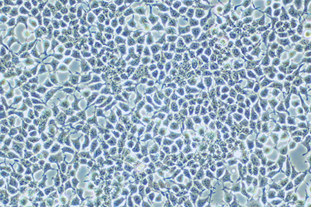 人肾上皮细胞Hkb20(STR鉴定) | EnkiLife恩玑生命